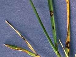 lésions caractéristiques sur feuilles de pâturin